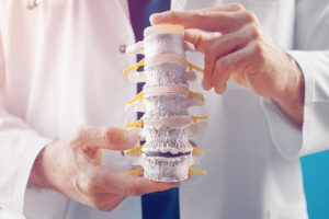 Spine surgeon holding a model of the spinal vertebrae and discs